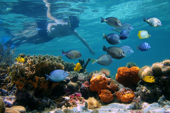 Key West Afternoon Reef Snorkeling with Open Bar - Photo 1 of 25